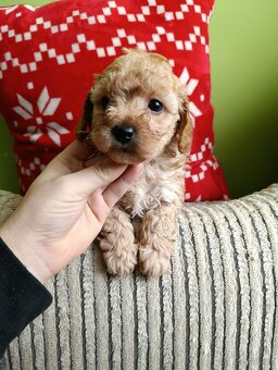 Maltipoo - 2