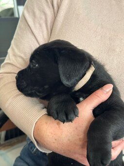 Labrador retriever s PP - 2