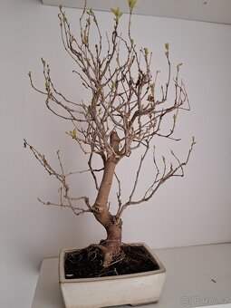 Bonsaj,bonsai Morusovnik - 2