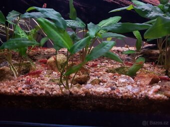 Krevety Red Cherry - 2