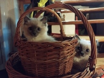 Ragdoll koťata - 2