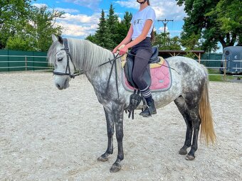 Krásná pony klisna - 7 let, 135 cm - video - 2