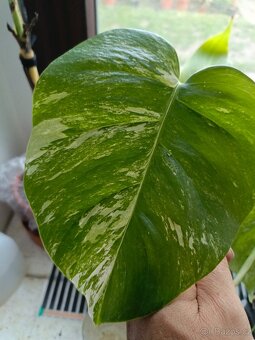 Monstera albovariegata - 2
