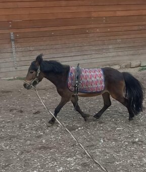 Valach pony - 2