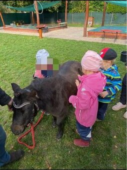 Pony na prodej - 2