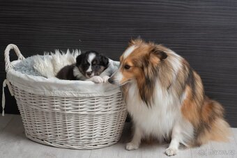 Sheltie/Šeltie - 2