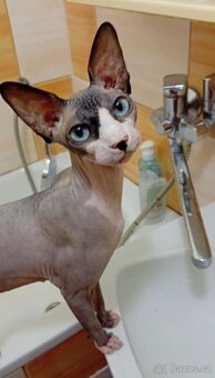 Kočka Kanadského sphynxe - 2