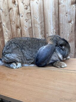 Francouzský beran - 2