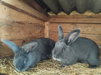 Vídeňský modrý - 2