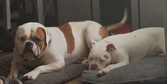 Americký buldok - 2