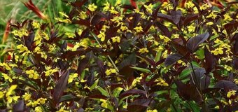 Vrbina brvitá 'Fire Cracker' kontejnerovaná - 2