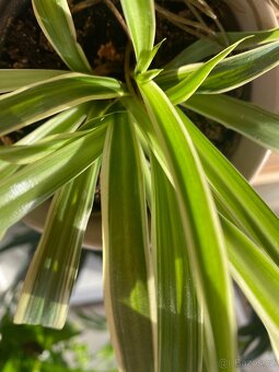 Zelenec panašovaný - 2