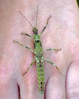 Strašilky Eurycantha horrida "Popondetta" - 2