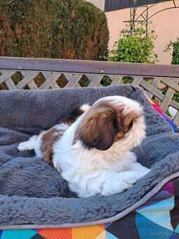 Shih-tzu, shihtzu - 2