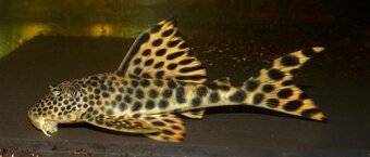 L 074, L 124 Peckoltia Sabaje - 2