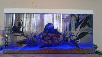 Akvarium - 2