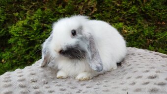 Zakrslý beránek, králíček, králík - MINDY - 2