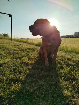Cane Corso - 2