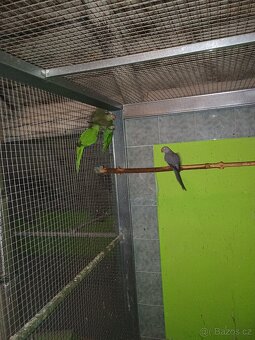 Alexandr růžový vousatý a Alexandr malý - 2