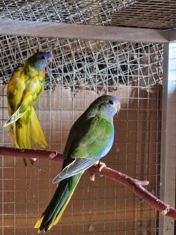 Neofema modrohlava mutace - 2