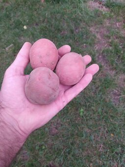 Brambory na uskladnění - 2