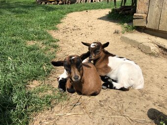 Holandská zakrslá koza - 2