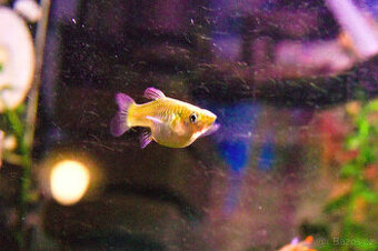 Endlerky - daruji - 2