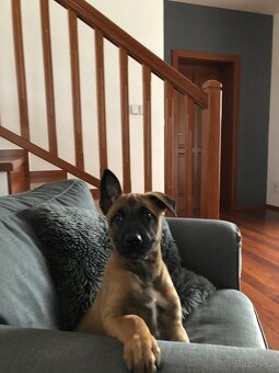 Belgický ovčák malinois - 2
