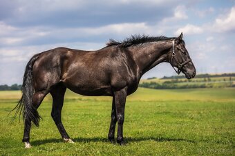 Valach A1/1 po dostihové kariéře - 2