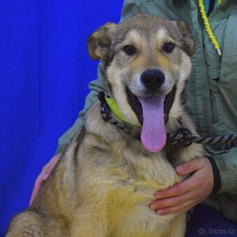 Felipe hledá domov - 2