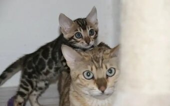Bengálská kočka-holčička - 2