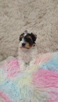 Biewer jorkšírský teriér s PP - fenka - 2