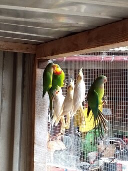 Papoušek nádherný - 2