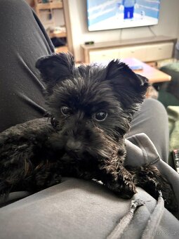 Black Yorkshire terrier - 2