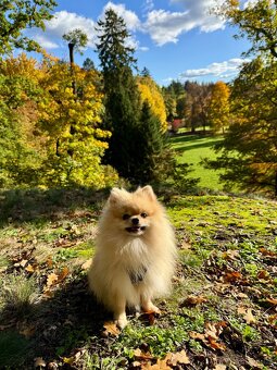 Pomeranian ke krytí - 2