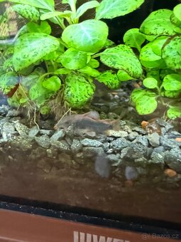 Pancéřníček zelený - 2