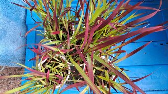 IMPERATA CYLINDRICA RED BARON POSLEDNÍ KUSY - 2