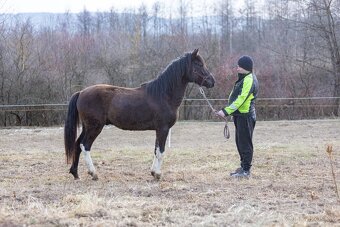 Huculský hřebec, Hucul, malý kůň, pony, tobiano - 2