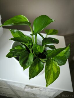 Epipremnum Global green - 2