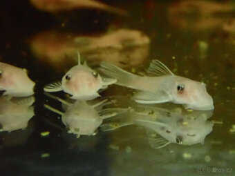 ancistrus L144 snow white - 2
