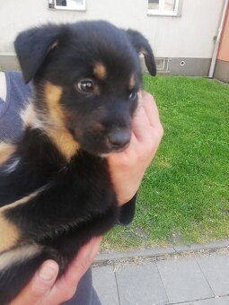 Štěně 🐕 - 2