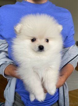 Pomeranian pejsek - 2