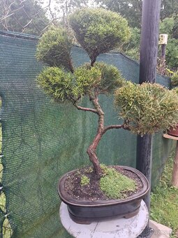 Bonsai,bonsaj Jalovec - 2