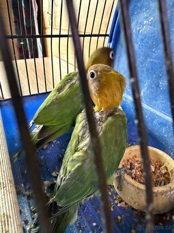 Agapornis mláďě - 2