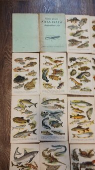 Atlas korbův příruční - 2