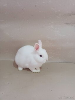 Zakrslý králík Hermelín - 2