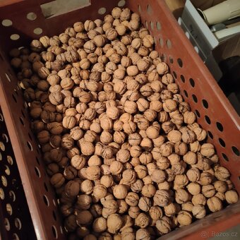 Vlašské ořechy - 2