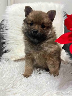 Německý špic střední - 2