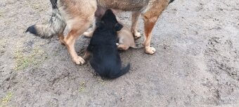 Štěňatko Nemecky ovcak bez PP - 2