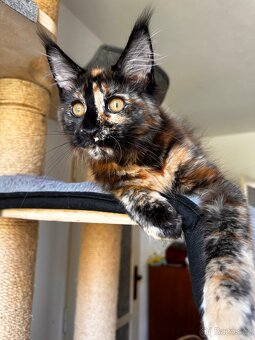 mainská mývalí sPP - 2